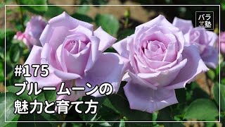 冬季大苗】バラ苗 ブルームーン 国産苗 6号鉢植え品《J-HT10》【0204