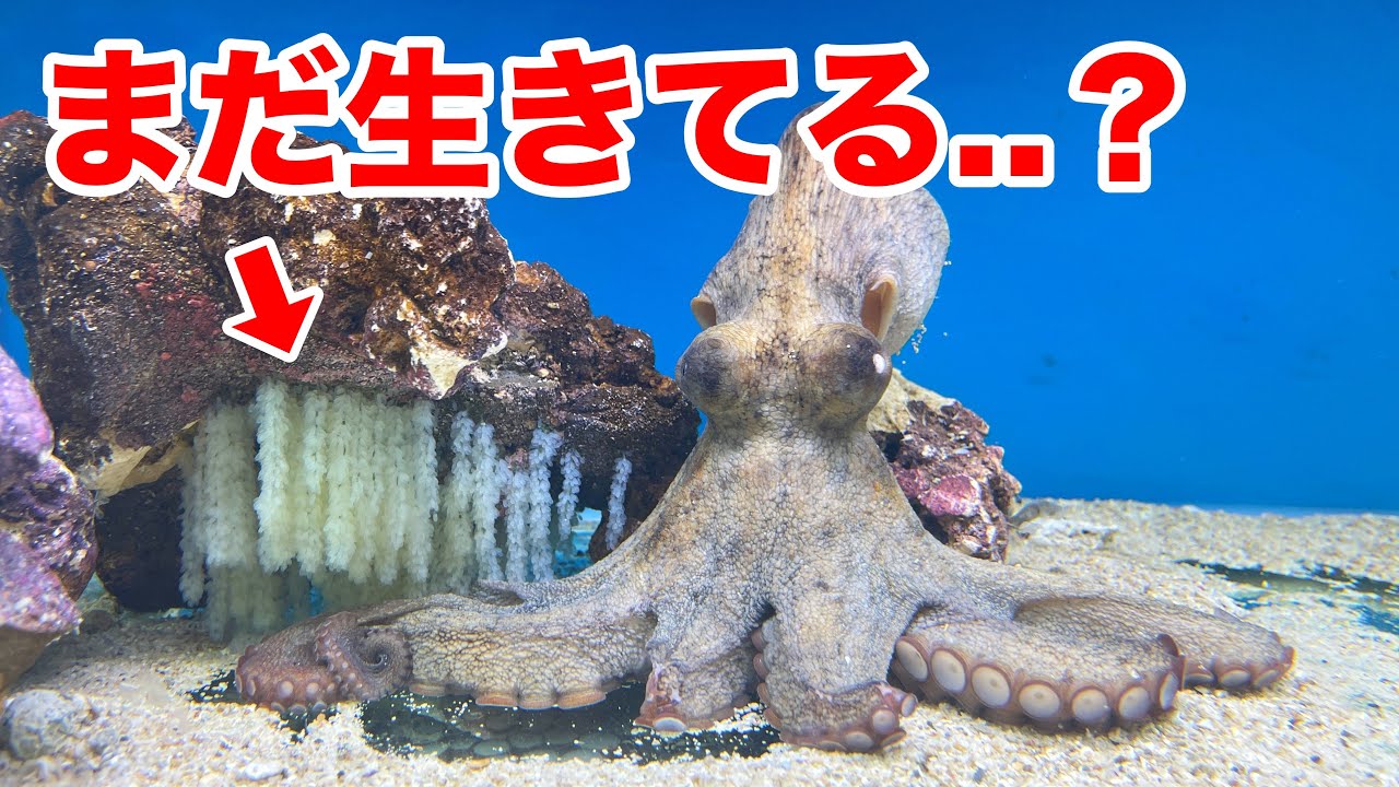 The sight of an edible octopus that was left unsold at a fish