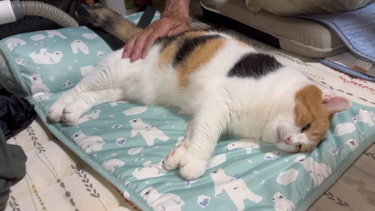 三毛猫】ひたすら父のぽんぽんを堪能するミケ（2025年8月2日） - YouTube