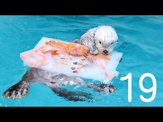 鳥羽水族館》ラッコのメイ 19歳のお誕生日にケーキをプレゼント