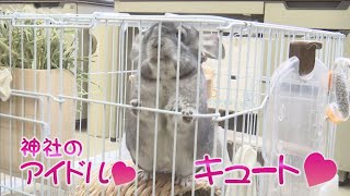 奥深い「エキゾチックアニマル」の世界！人気が高まる中、注意点も