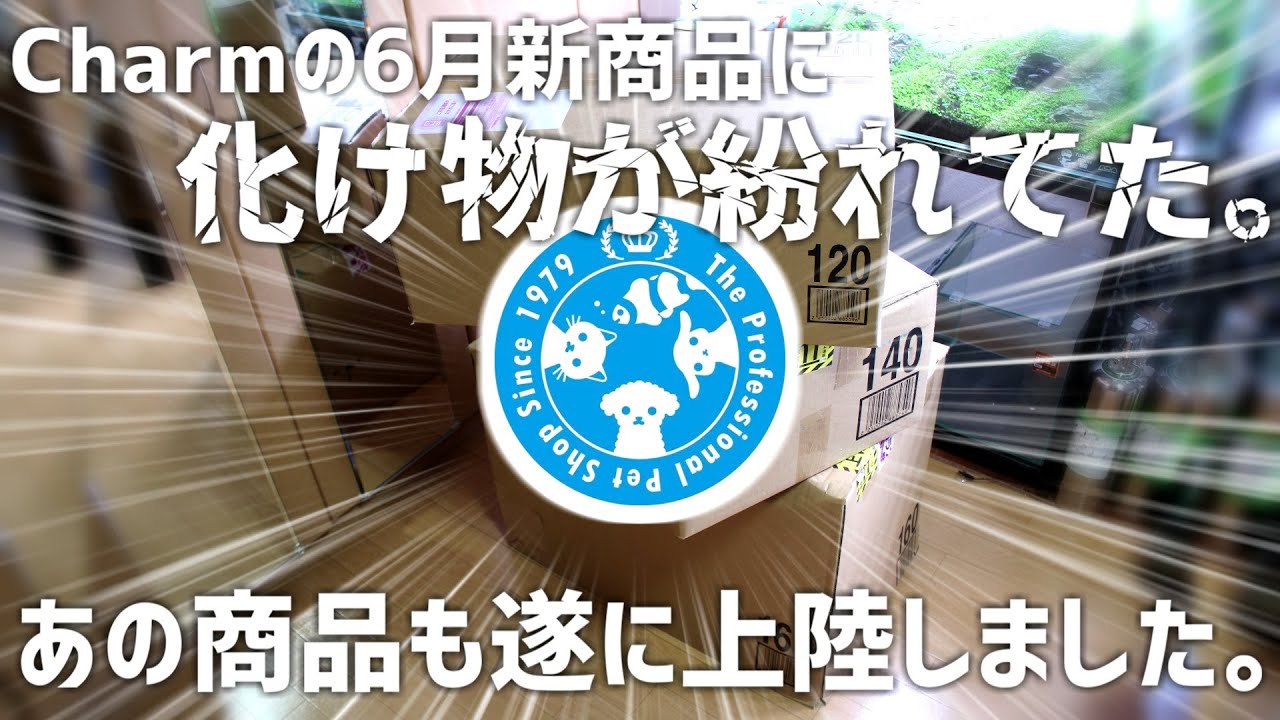 Charm's new products in June are in a magical stateNew