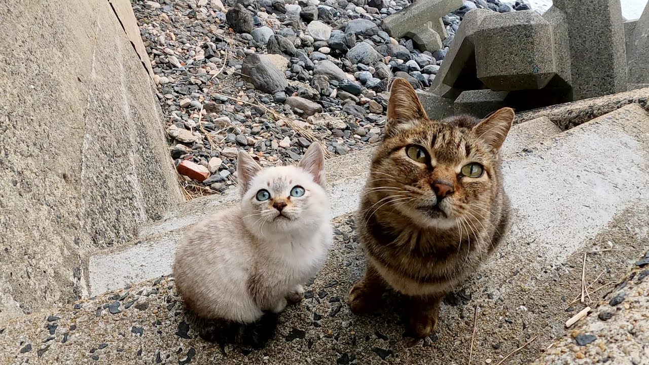 野郎が撮った猫動画 - YouTube