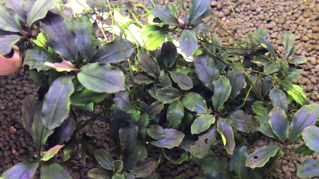 Bucephalandra sp.