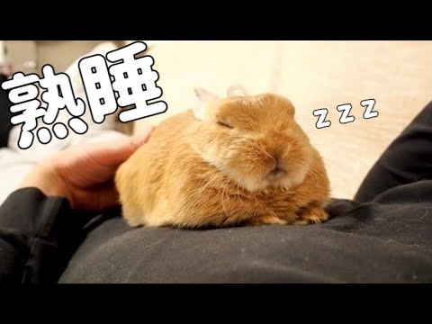 お腹の上で激しめの寝ピクをするうさぎ【No.051】 - YouTube