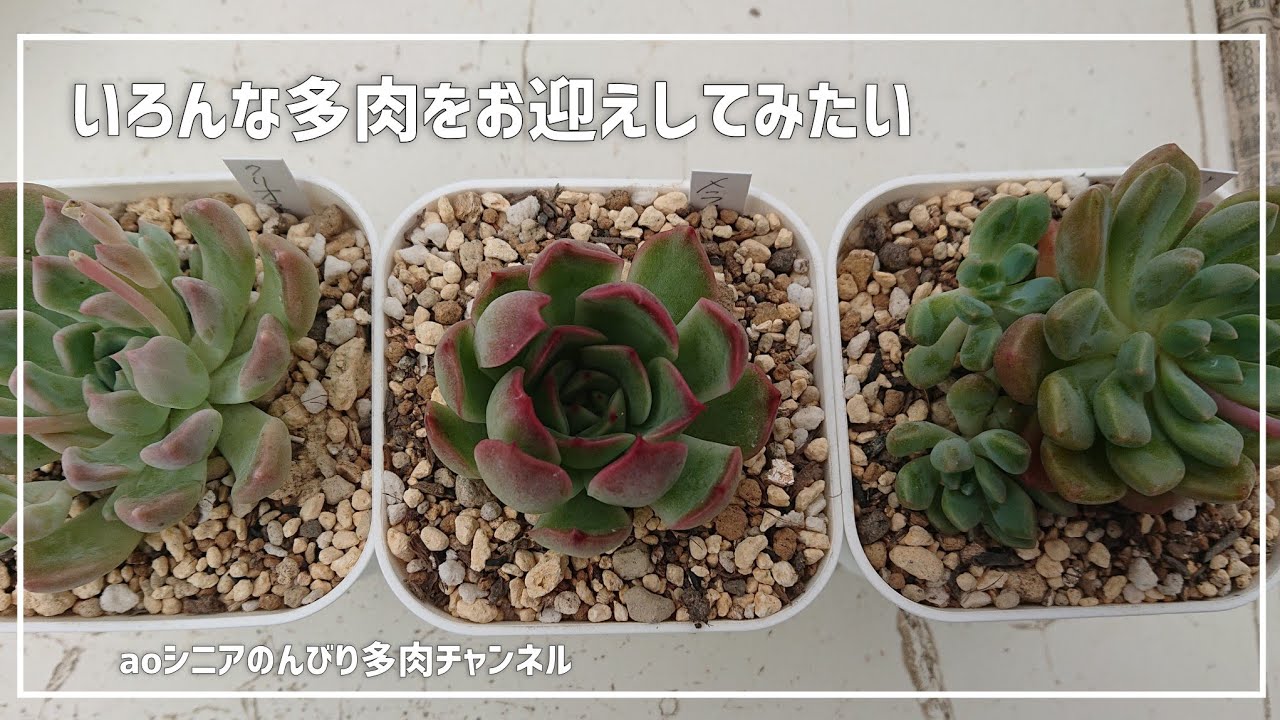 ロウルサンコさんオリジナルラベル付き&メルカリ便発送☆多肉植物