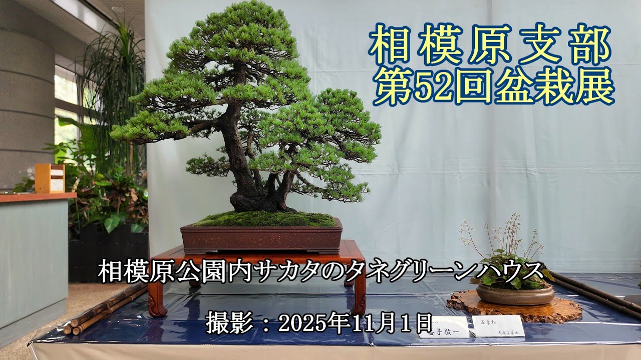 相模原支部第52回盆栽展 = 主催：日本盆栽協会相模原支部 = [4K