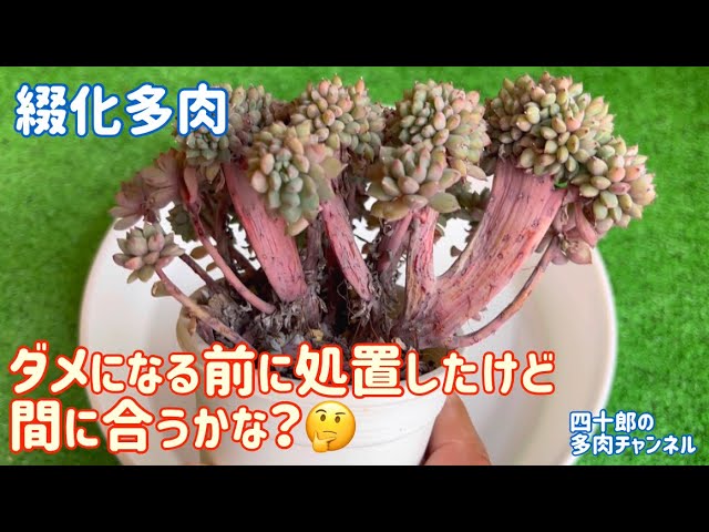 多肉植物】☘️綴化多肉 ダメになる前に処置したけど間に合うかな