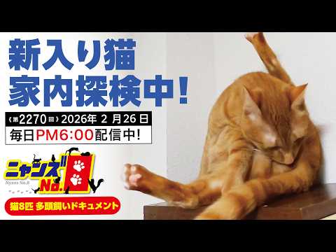 No. 2270] New cat exploring the house! - YouTube