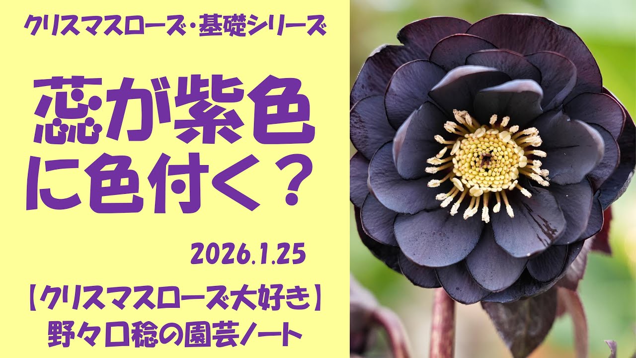 2026.1.25 Will the stamens turn purple? - YouTube