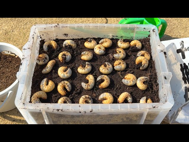 I made a breeding case to help rhinoceros beetle larvae grow into