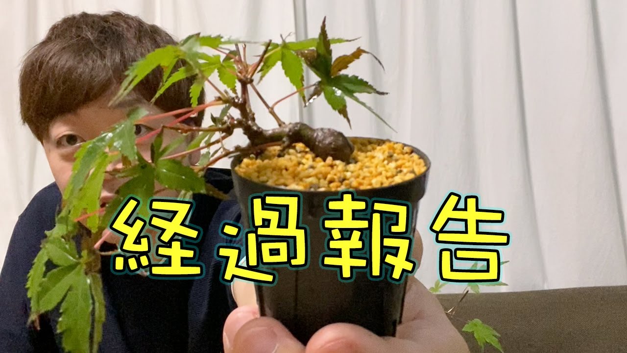 山もみじ太枝挿しの経過報告 Progress report. Cuttings with thick