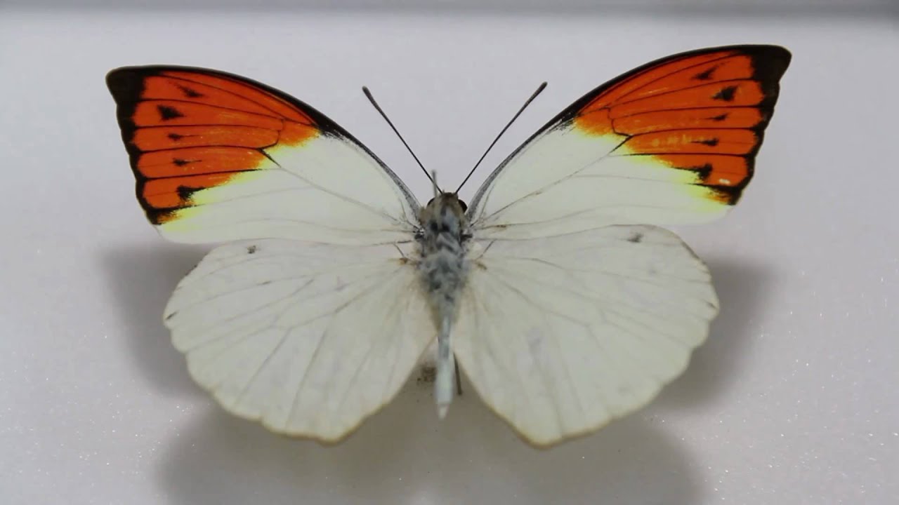 ツマベニチョウ♂♀標本☆バングラディッシュ産☆入手困難地域・貴重