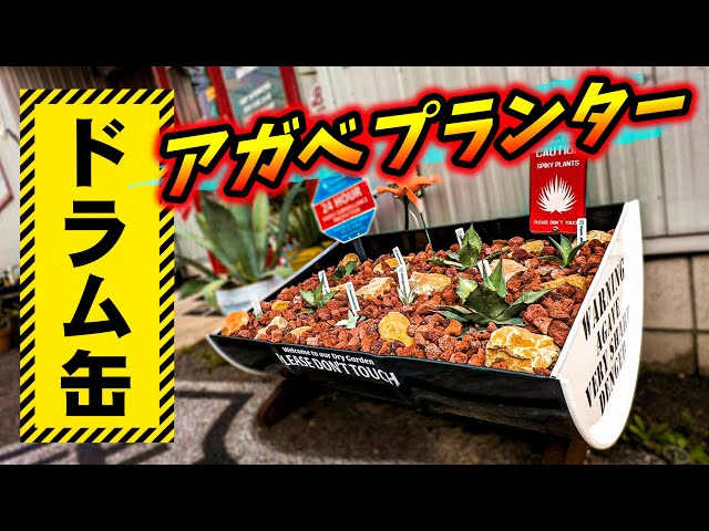 アガベ】 ドラム缶プランターを使ってみる！H&M factory製 No.079