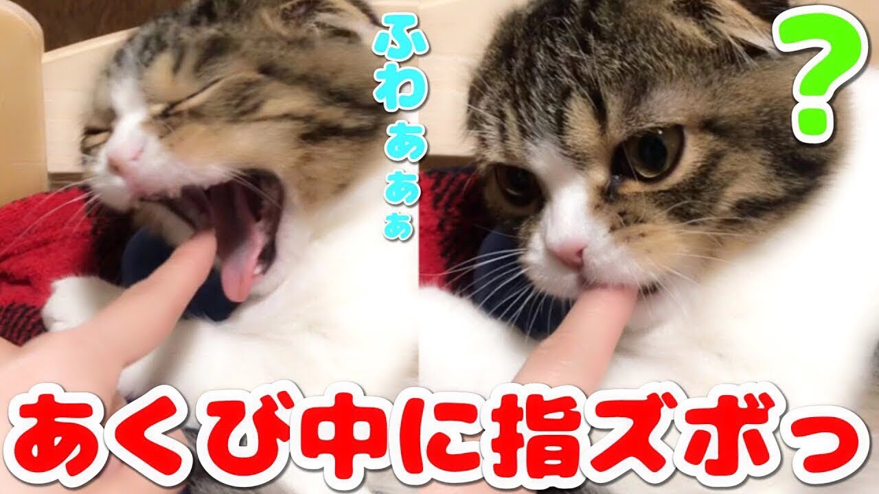 スコスコぽこ太郎&うま次郎〜猫ちゃんねる〜 - YouTube