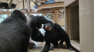 Shabani gets angry. Higashiyama Zoo Gorilla 202109 - YouTube