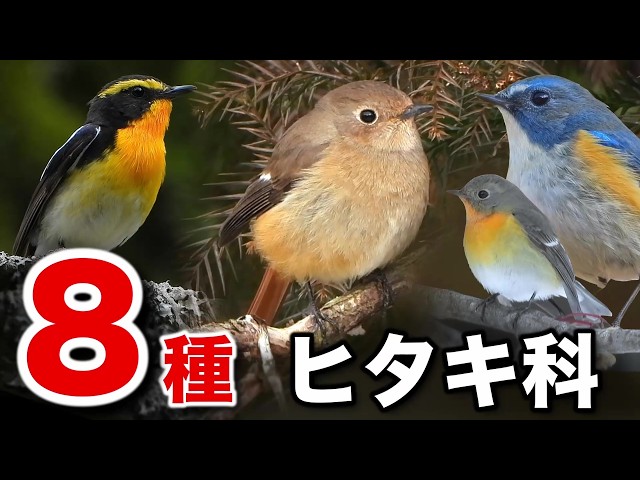 A detailed explanation of the charm of wild birds! [Includes bird