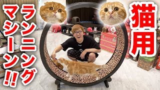 I bought a big, running machine for cats! Will or will not Maruo