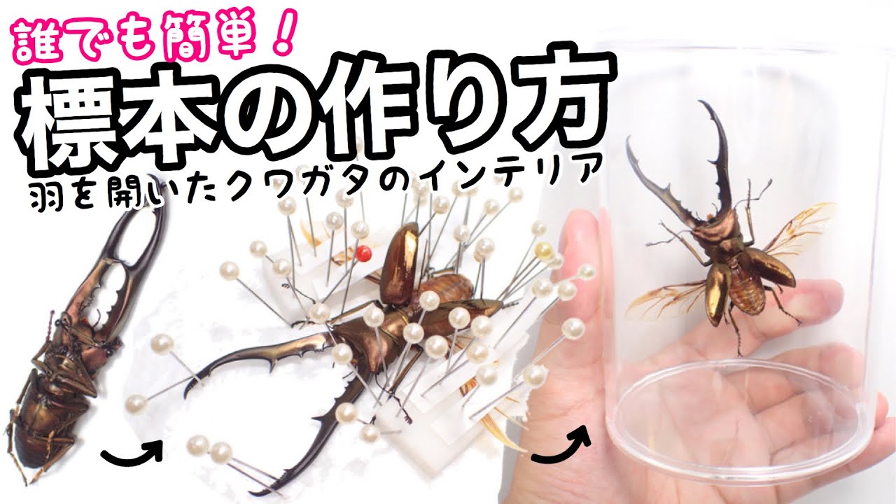 How to make a specimen with wings open - I put it in a 100 yen