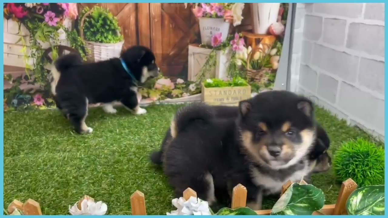 749423 豆柴 - YouTube