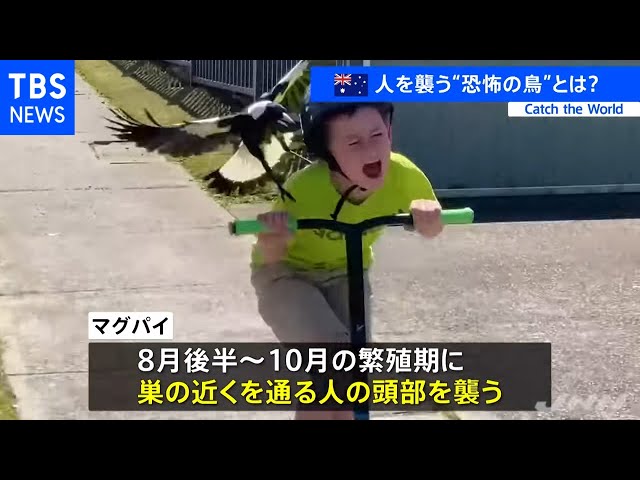 オーストラリアで「片っ端から人の頭部を襲う」“恐怖の鳥”とは - YouTube