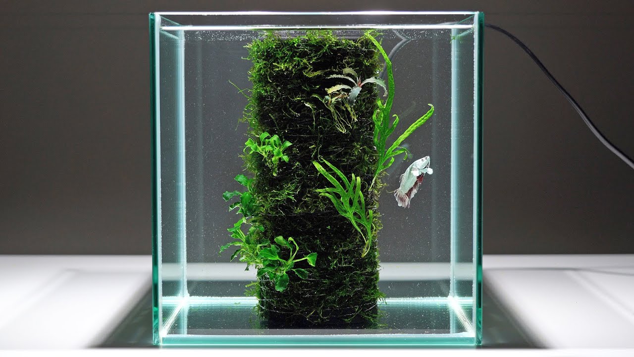 DOOAのテラベースを使って水槽レイアウトしてみました☺︎/Aquarium