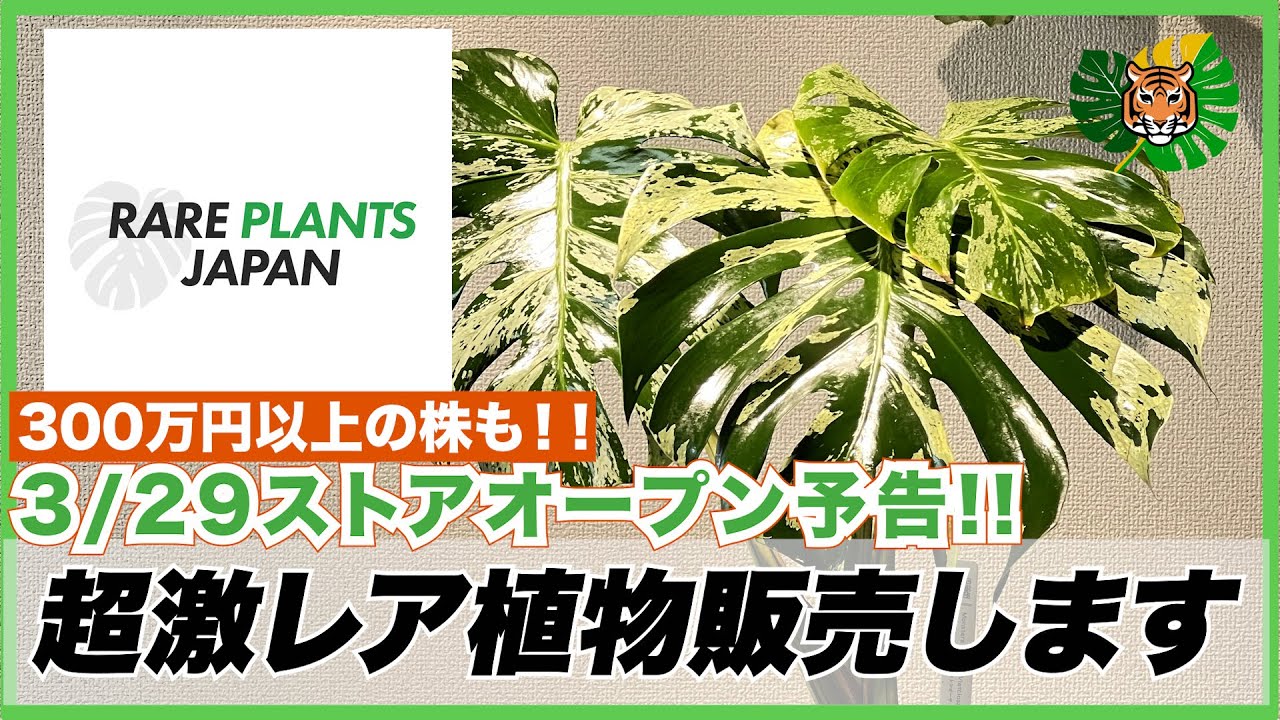 モンステラ・デリシオーサ 'ミラクル (タイコンステレーション トリ