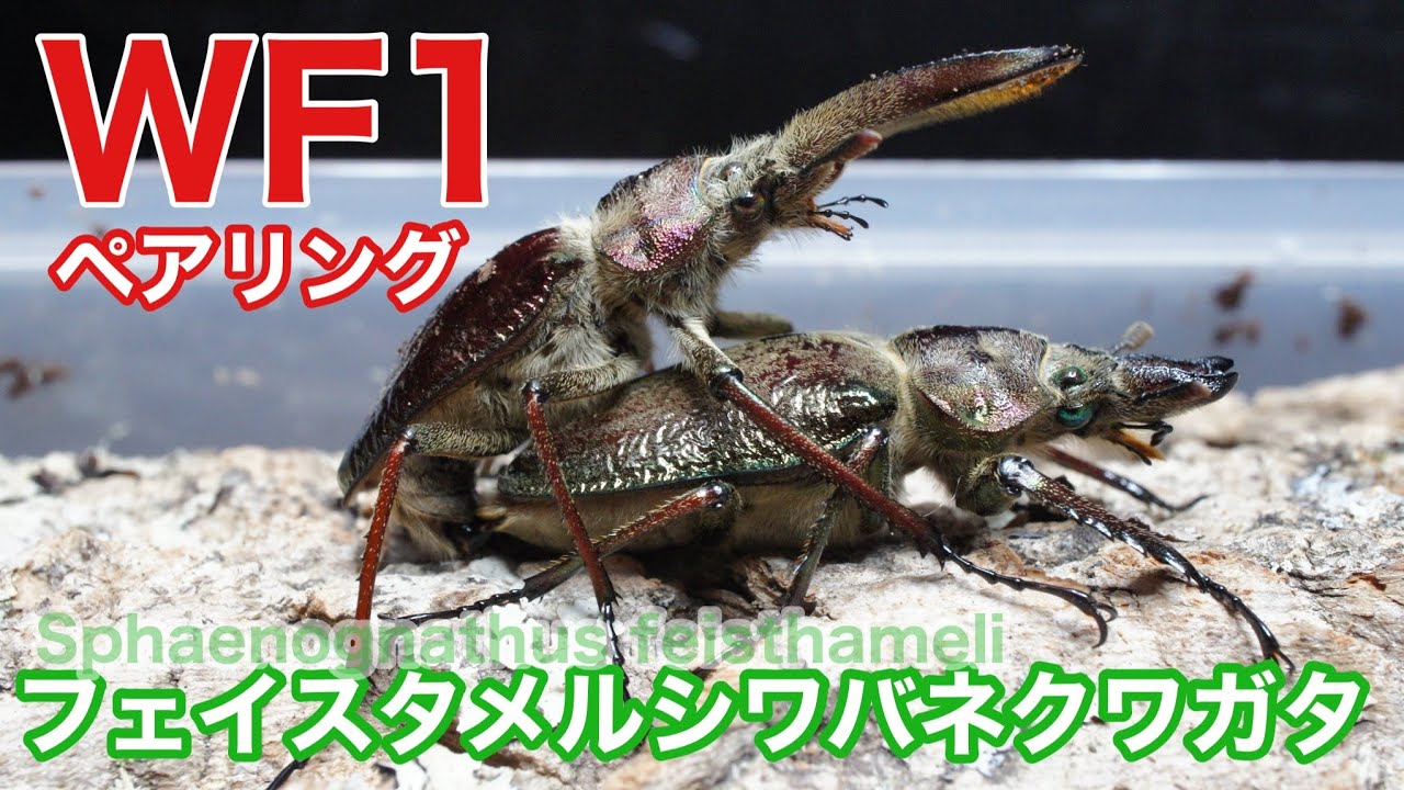 ペルー産ギガンテウスシワバネクワガタ83mm ペア