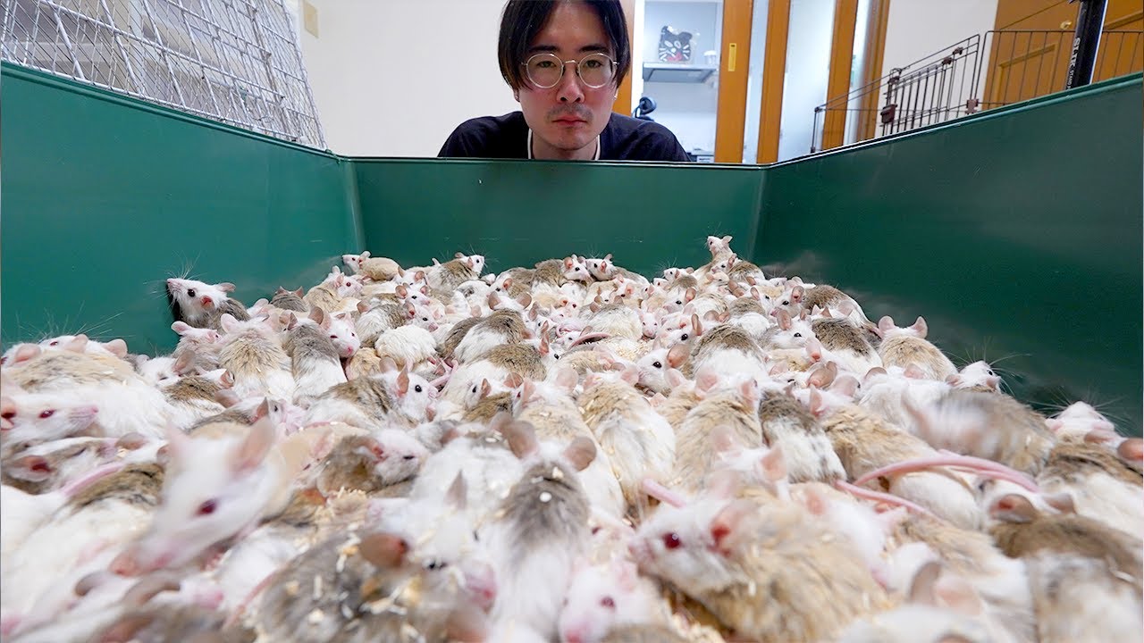 The soft-spotted rats have overpopulated - YouTube