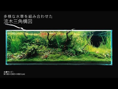 ADAview] 180cm水槽レイアウト 流木三角構図編 - YouTube