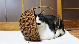 かご入りちょび 251217 - YouTube