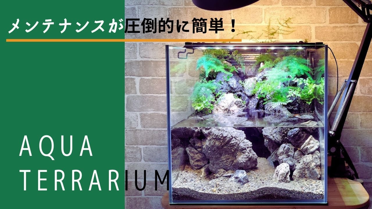 滝の流れるアクアテラリウム】初心者でも管理しやすいレイアウト - YouTube