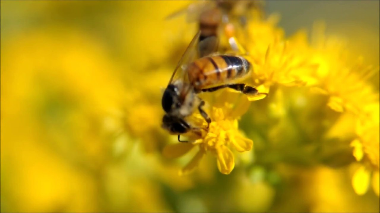 Nikon Nikkor 24-85 mm Macro lens review - YouTube