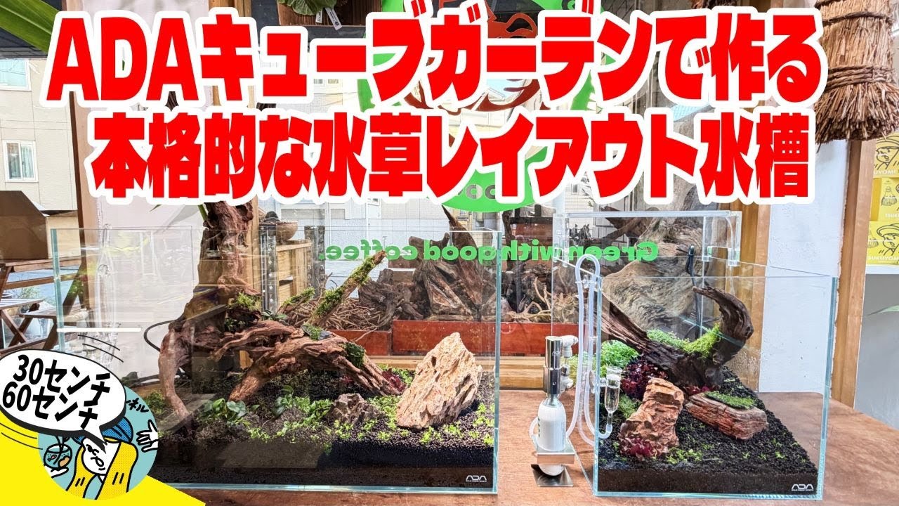 Aquarium] My first full-scale aquatic plant layout aquarium made