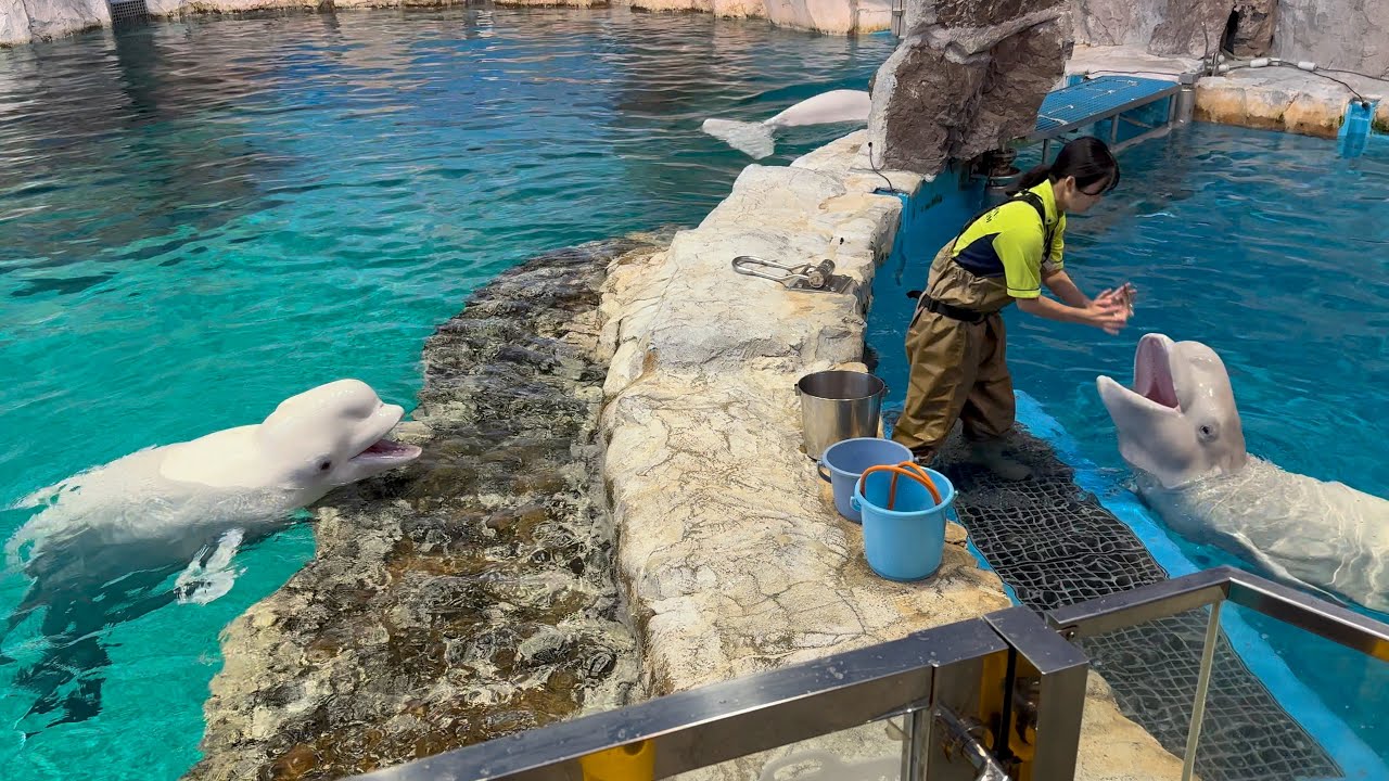 2024/09/07 ベルーガのトレーニング【ニコ&ミライ編】@名古屋港水族館