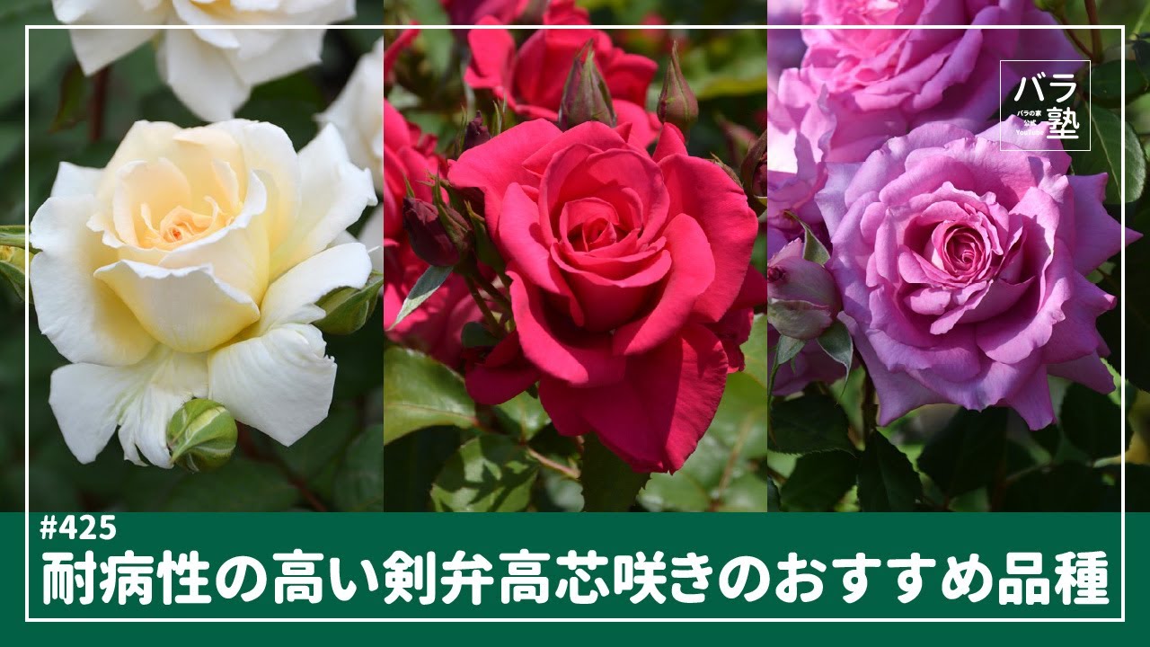 425 A recommended variety with high disease resistance and high