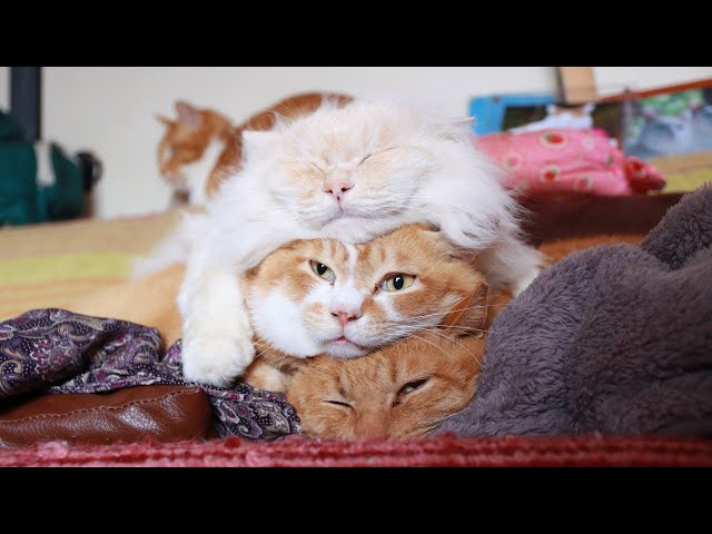 トーテムポール ねこ 250715 - YouTube