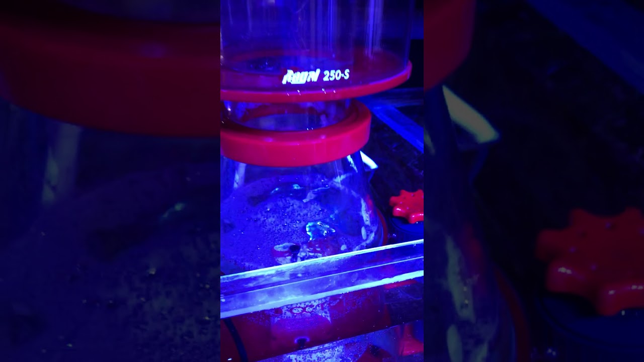 OCTO Regal 200-INT プロテインスキマー アクアテイラーズ オンライン