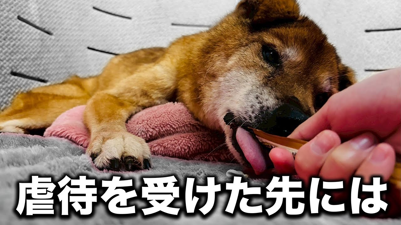 Who abandoned it?] The Shiba Inu you abandoned is living happily