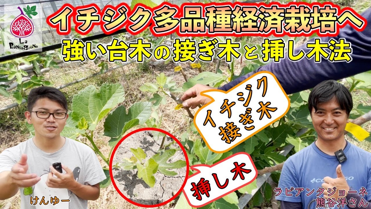 A Must-See!] Introducing 40 varieties! Toward economical fig