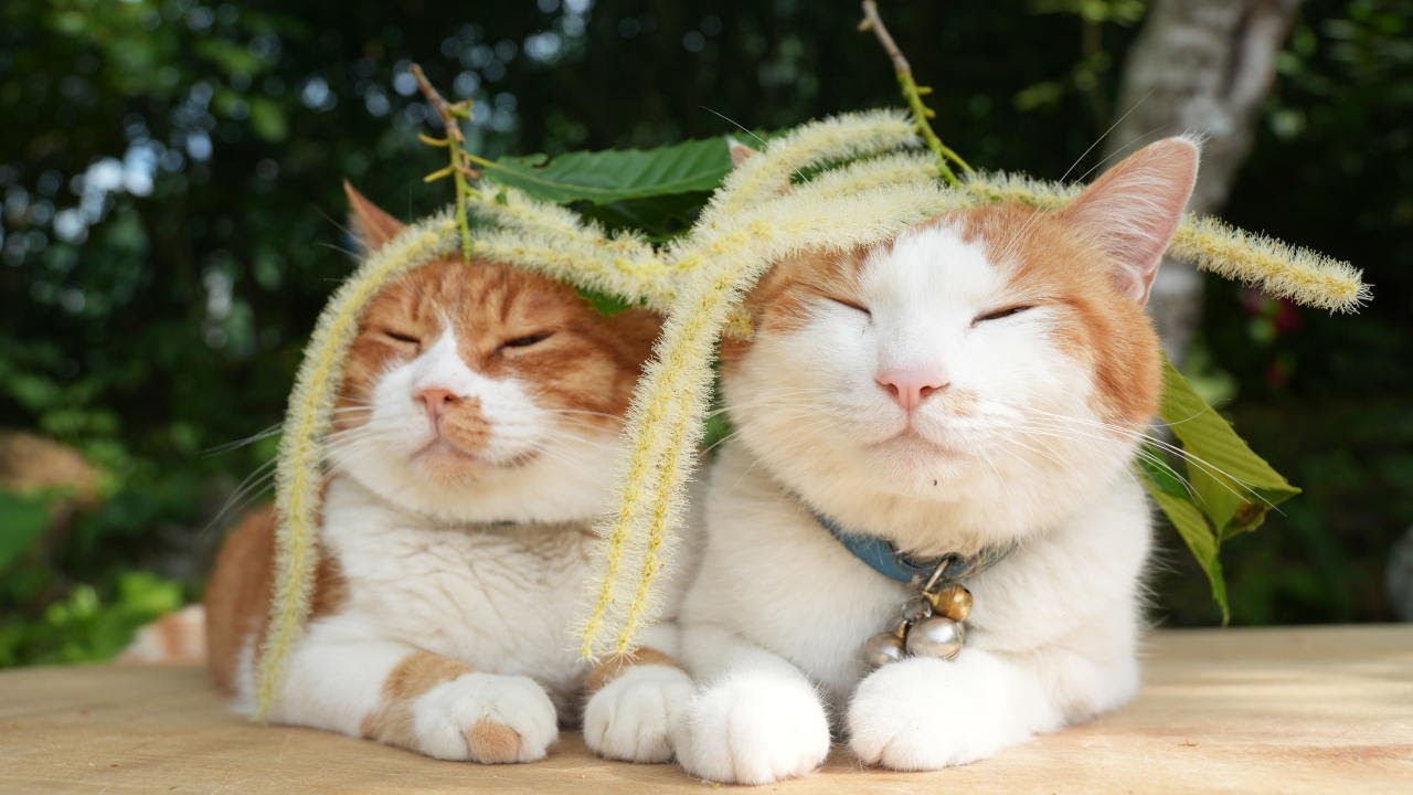 栗の花 のせ猫 250703 - YouTube