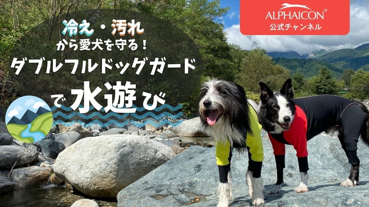 冷え・汚れから愛犬を守る！ダブルフルドッグガードで水遊び」 - YouTube