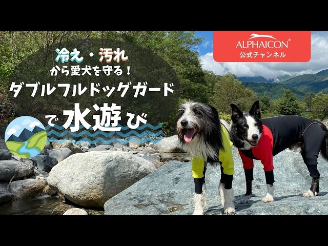 冷え・汚れから愛犬を守る！ダブルフルドッグガードで水遊び」 - YouTube