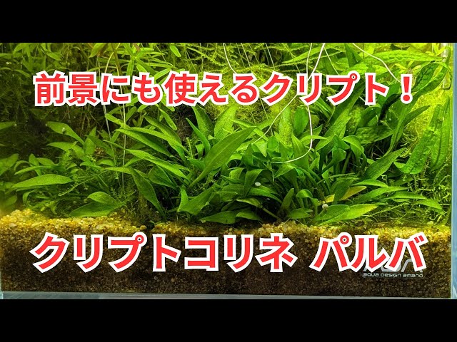 Introducing Cryptocoryne parva, which is also recommended as a