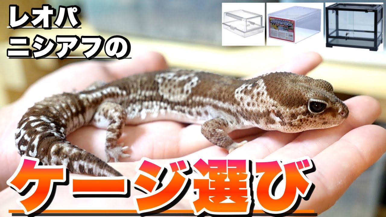 Reptiles] Introducing cages recommended for leopard geckos and