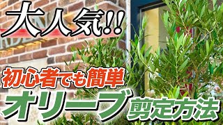 Olive Tree Pruning] A professional explains the correct way to