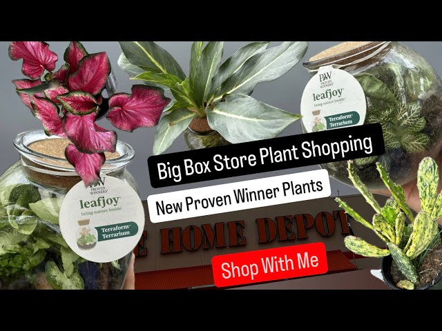 Proven Winners Houseplants New Big Box Store Plant Shopping at