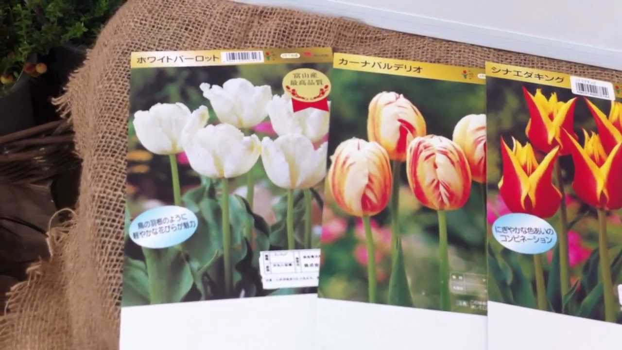 チューリップの種類 咲き方別 - YouTube