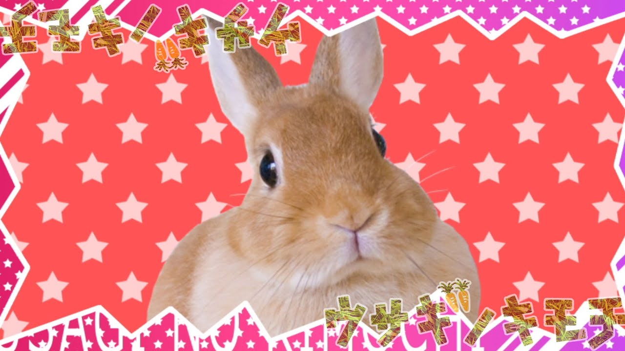 ウサギノキモチ - cosMo＠暴走P feat.初音ミク - YouTube