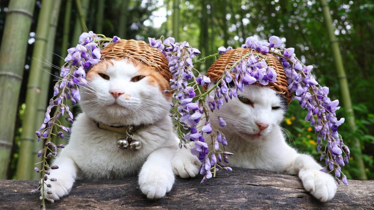 藤の花 のせ猫 230602 - YouTube